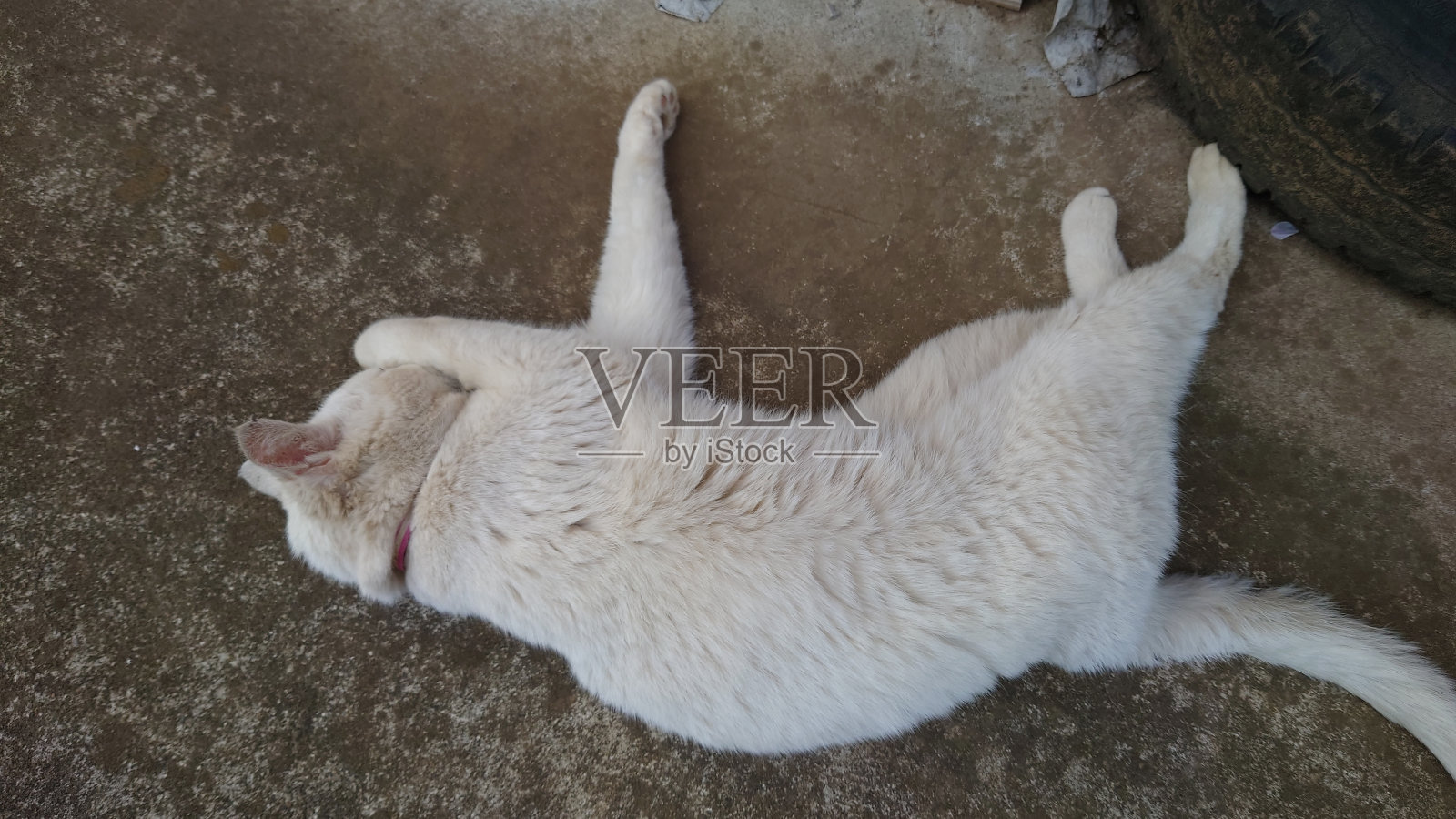 猫照片摄影图片