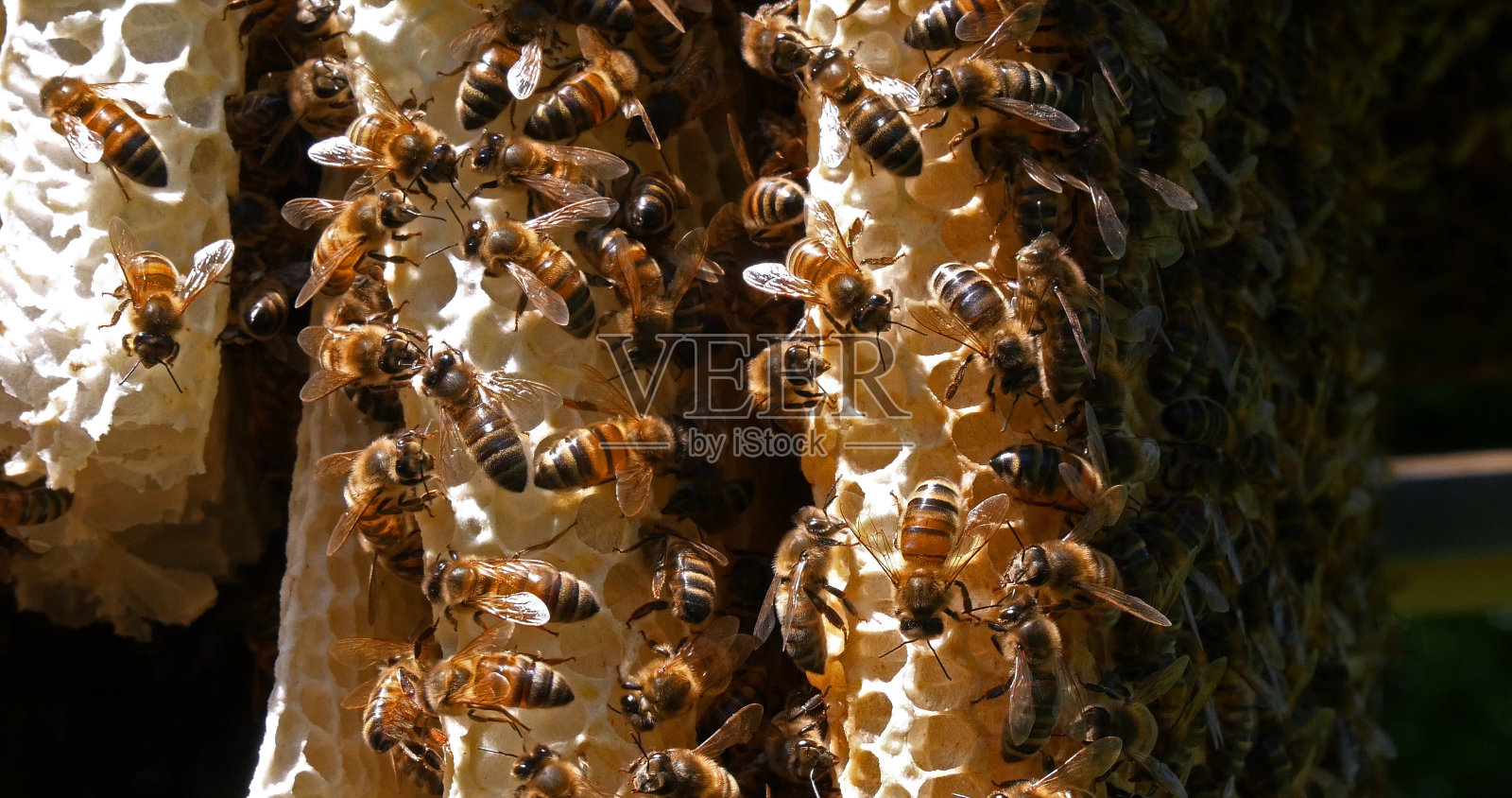 欧洲蜜蜂,apis mellifera,野生射线上的蜜蜂,在Alveolus上工作的蜜蜂,诺曼底的野生蜂巢照片摄影图片