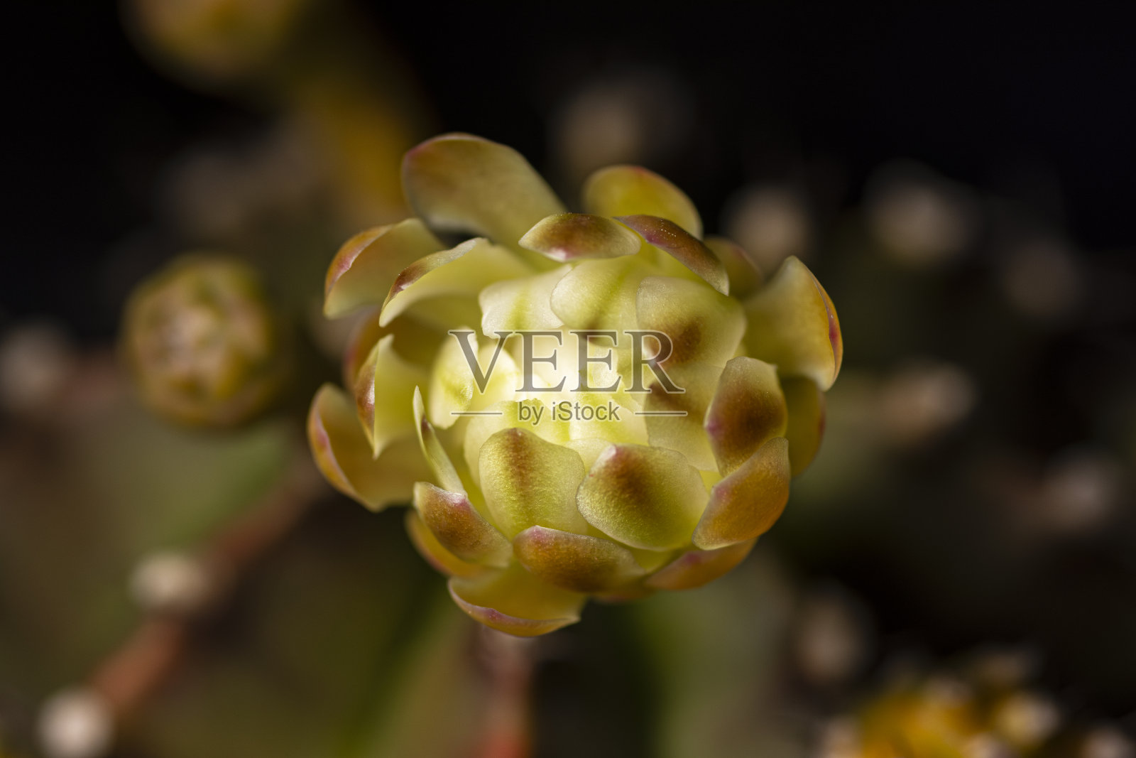 月仙人掌花照片摄影图片