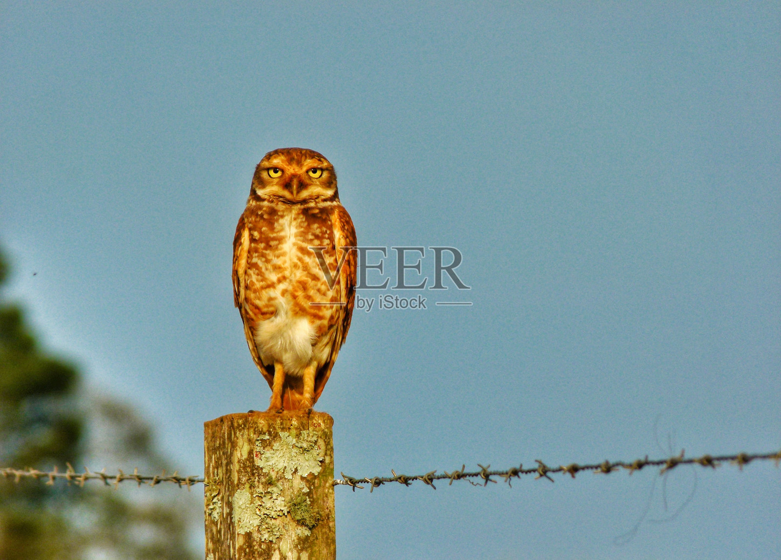 免费的猫头鹰照片摄影图片