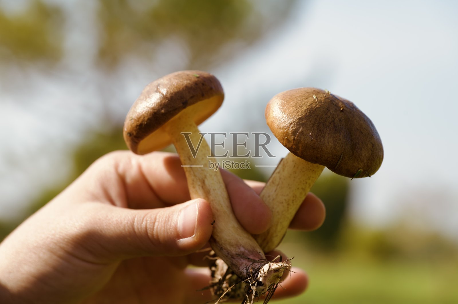 手中的蘑菇照片摄影图片