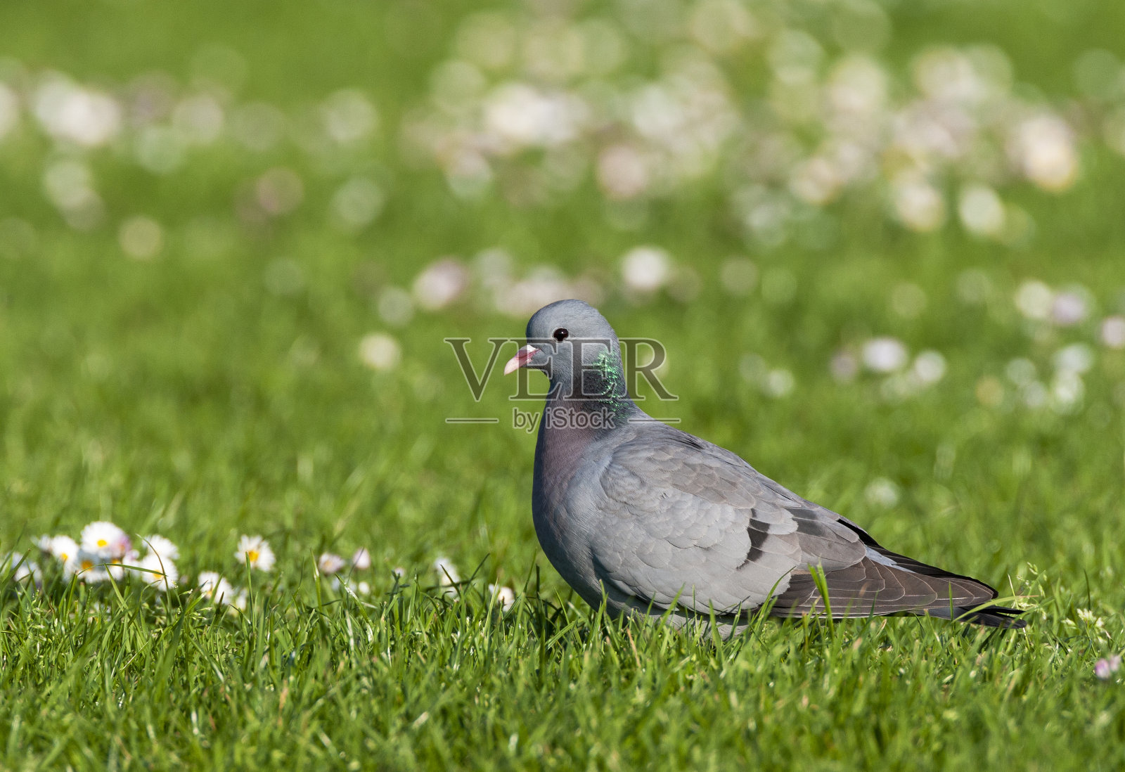 科伦巴州的Stock Dove照片摄影图片