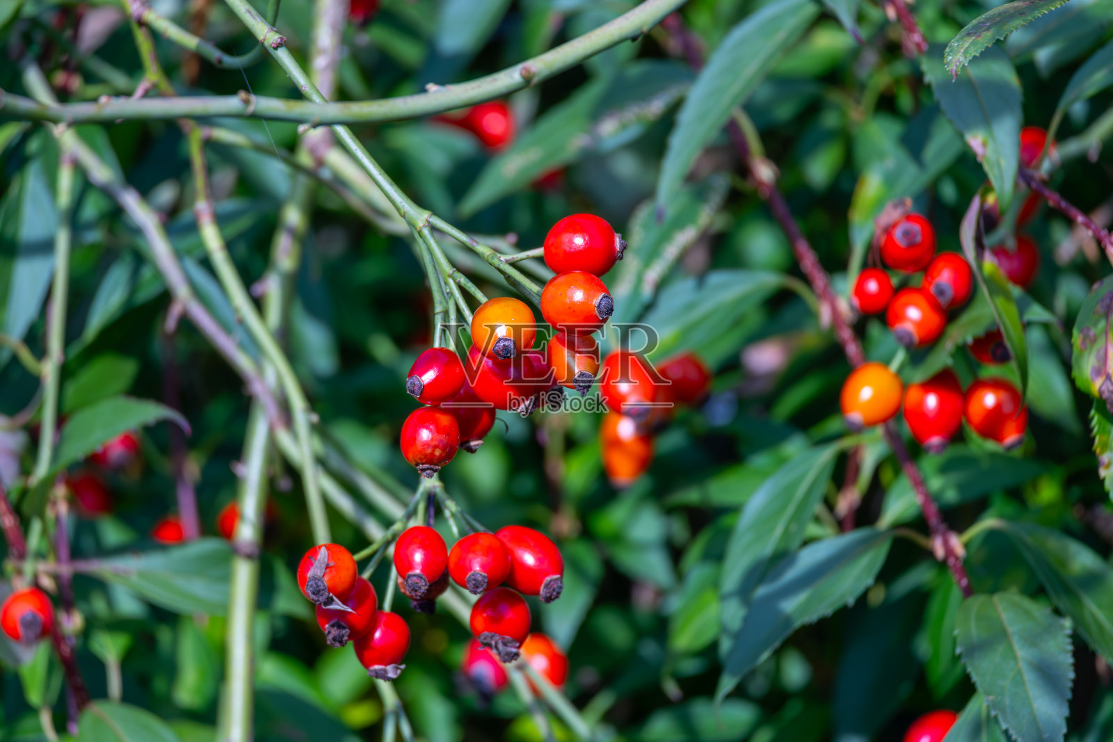 蔷薇果(德语:Hagebutte)照片摄影图片