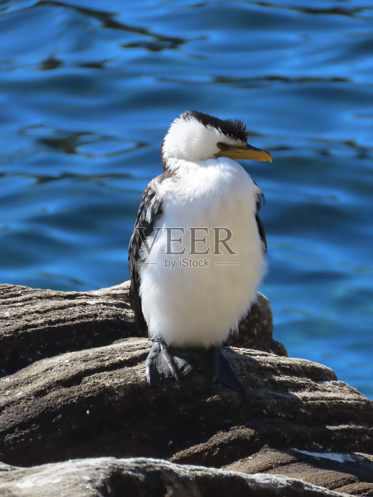 婴儿鸬鹚照片摄影图片
