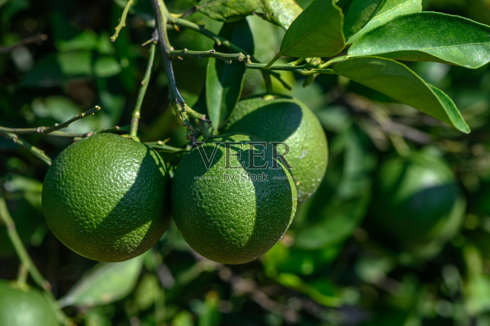 塞浦路斯树上的绿色橙子 3照片摄影图片