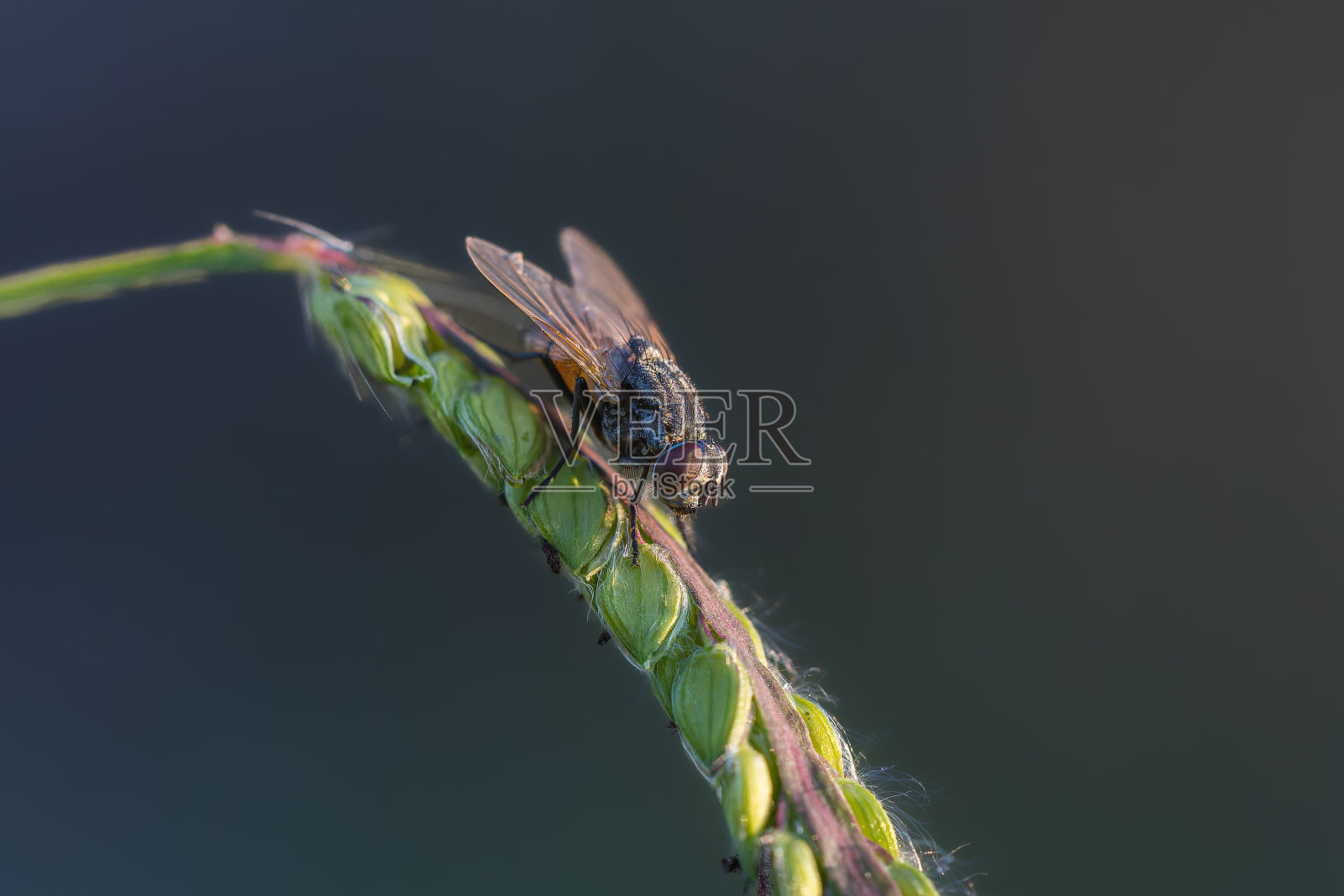 在晨光中近距离飞行照片摄影图片