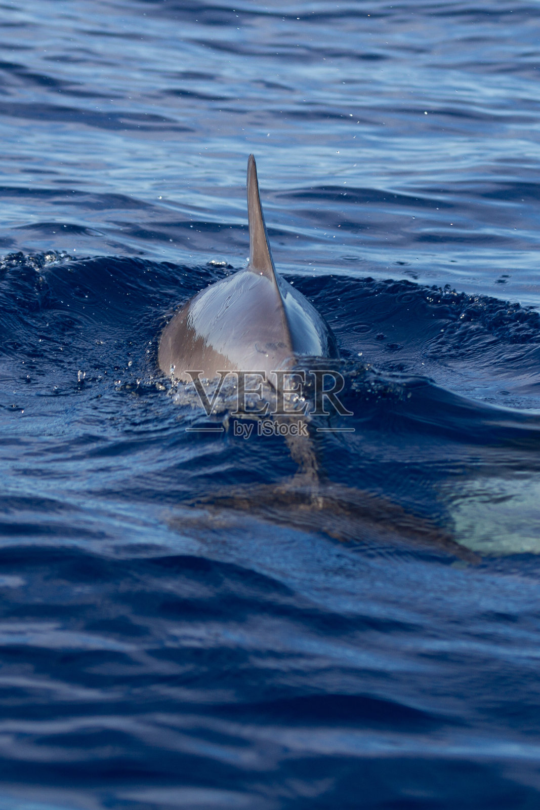 蓝色海洋里的海豚照片摄影图片