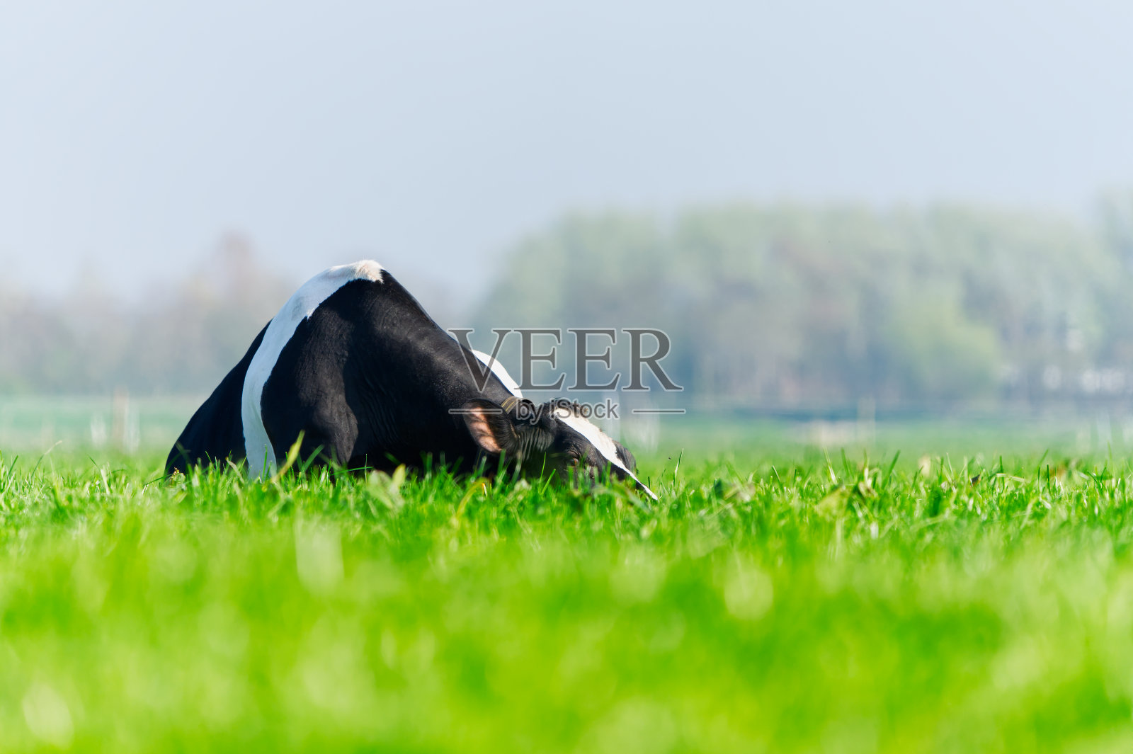 草地上的牛。斑点牛在美丽的绿色草地上吃草。荷斯坦奶牛,在草地上休息照片摄影图片