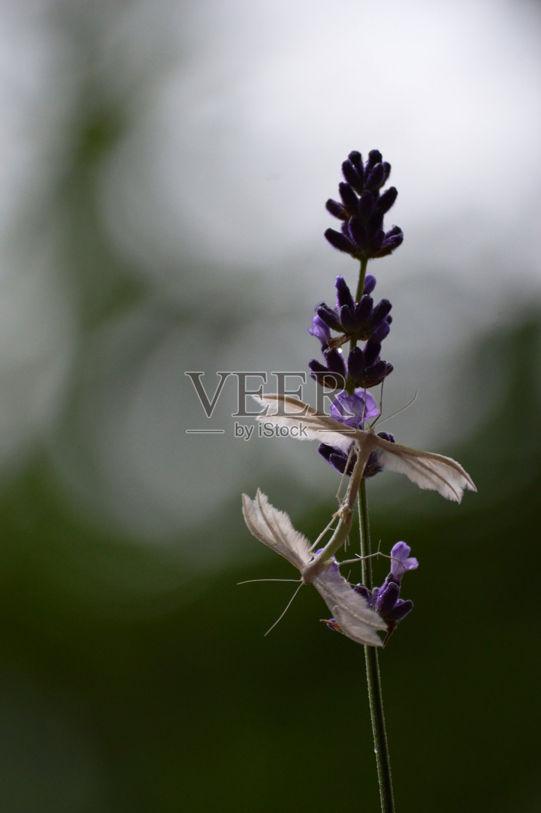 两只蝴蝶在一朵薰衣草花上照片摄影图片