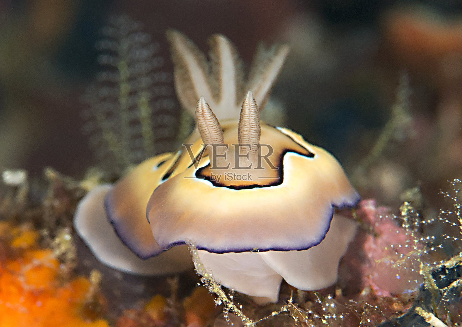 裸鳃在珊瑚上照片摄影图片