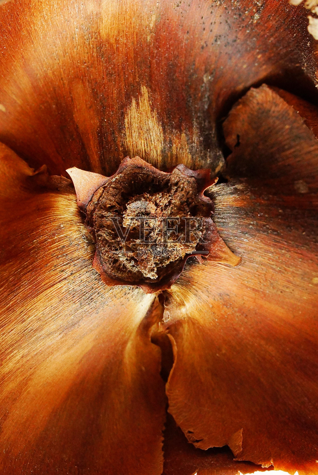 干花纹理接近全画幅棕色。植物的海报。宏观的花照片摄影图片