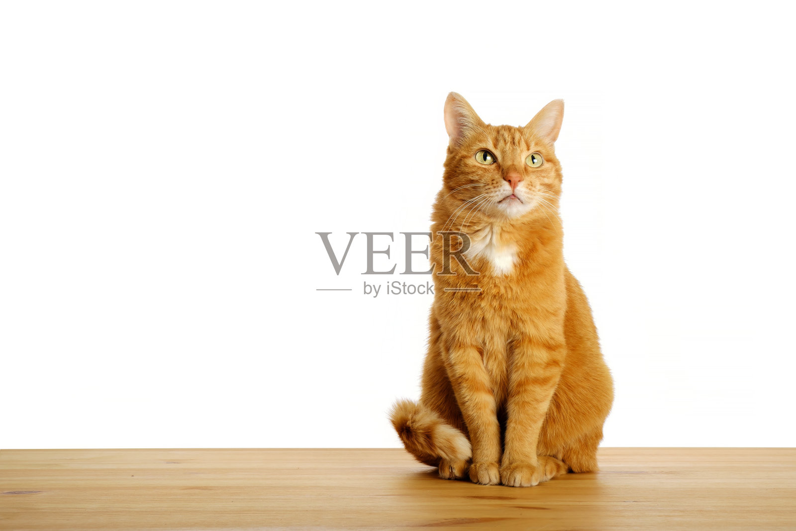 姜黄色的猫坐在木制的桌子地板上,仰望着孤立的白色背景。家里养宠物。副本的空间。照片摄影图片