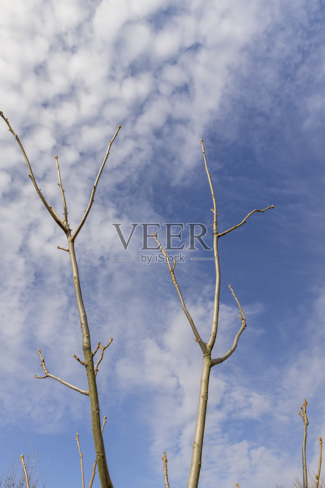 春季无叶的落叶乔木照片摄影图片