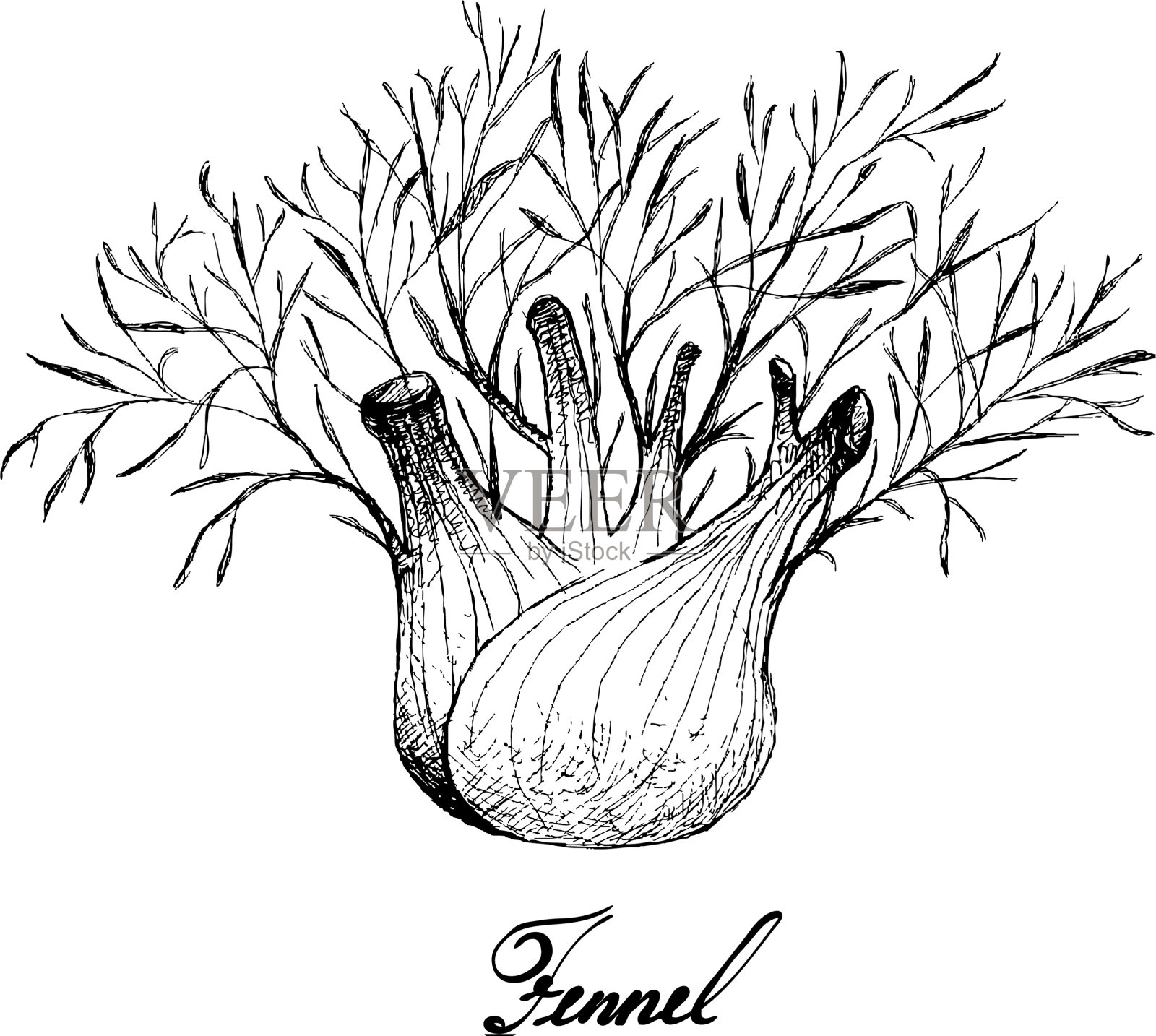 手绘茴香球白色背景插画图片素材