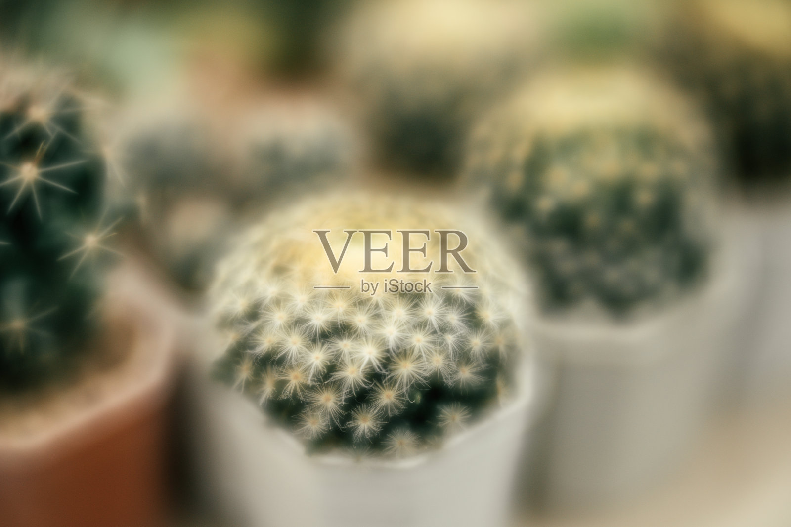 仙人掌的植物照片摄影图片