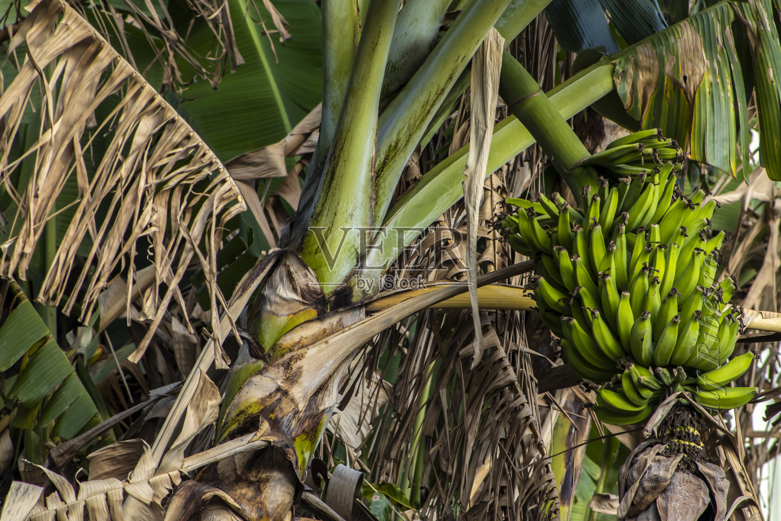 一串串的香蕉在一个生态种植园的视图照片摄影图片