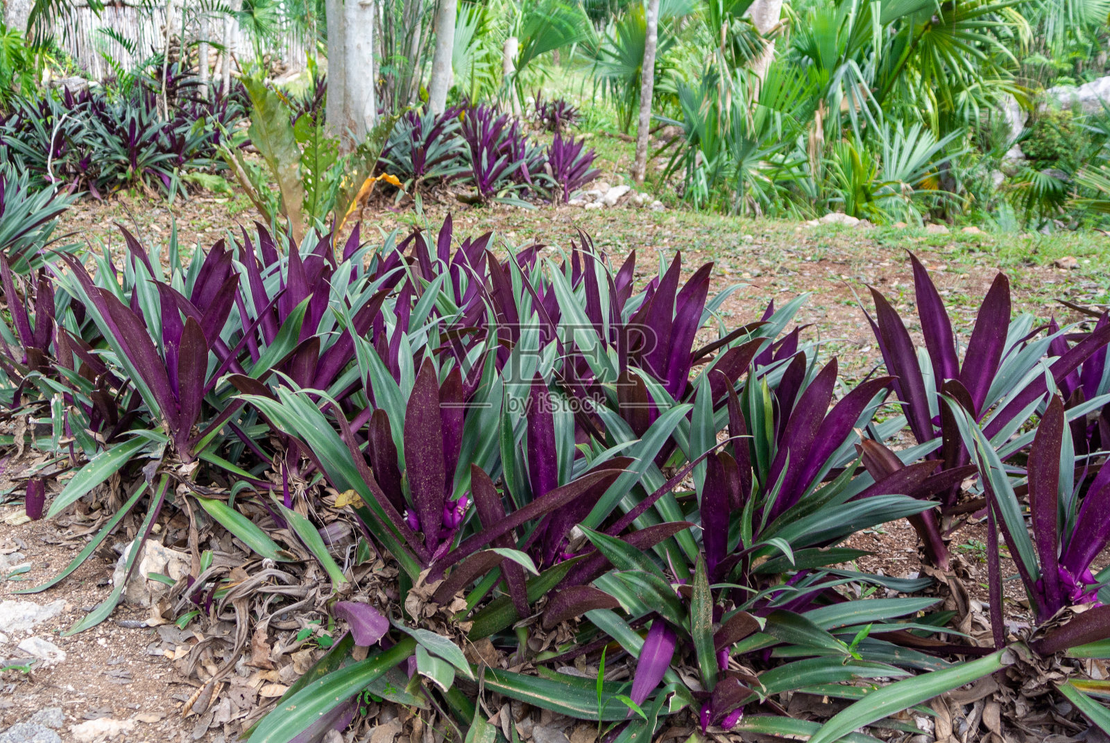 热带植物的紫色叶子。照片摄影图片