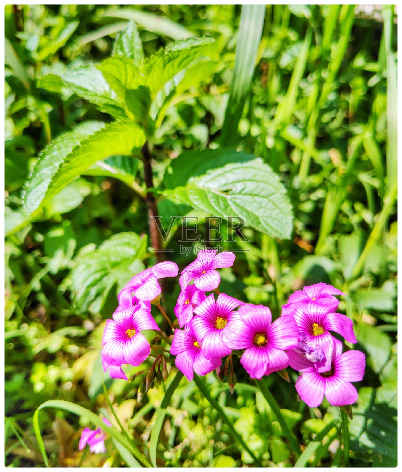 薄荷照片摄影图片