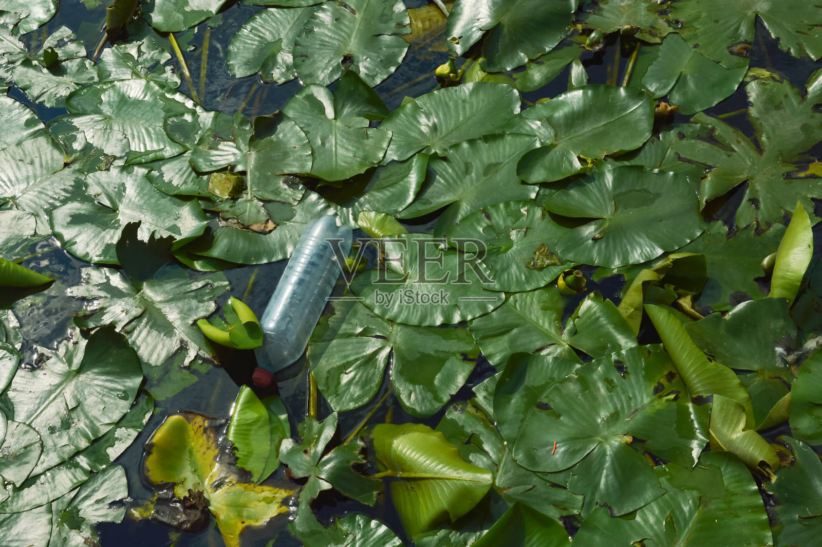 塑料瓶上了水,污染了池塘,造成环境问题。垃圾,背景为装饰照片摄影图片