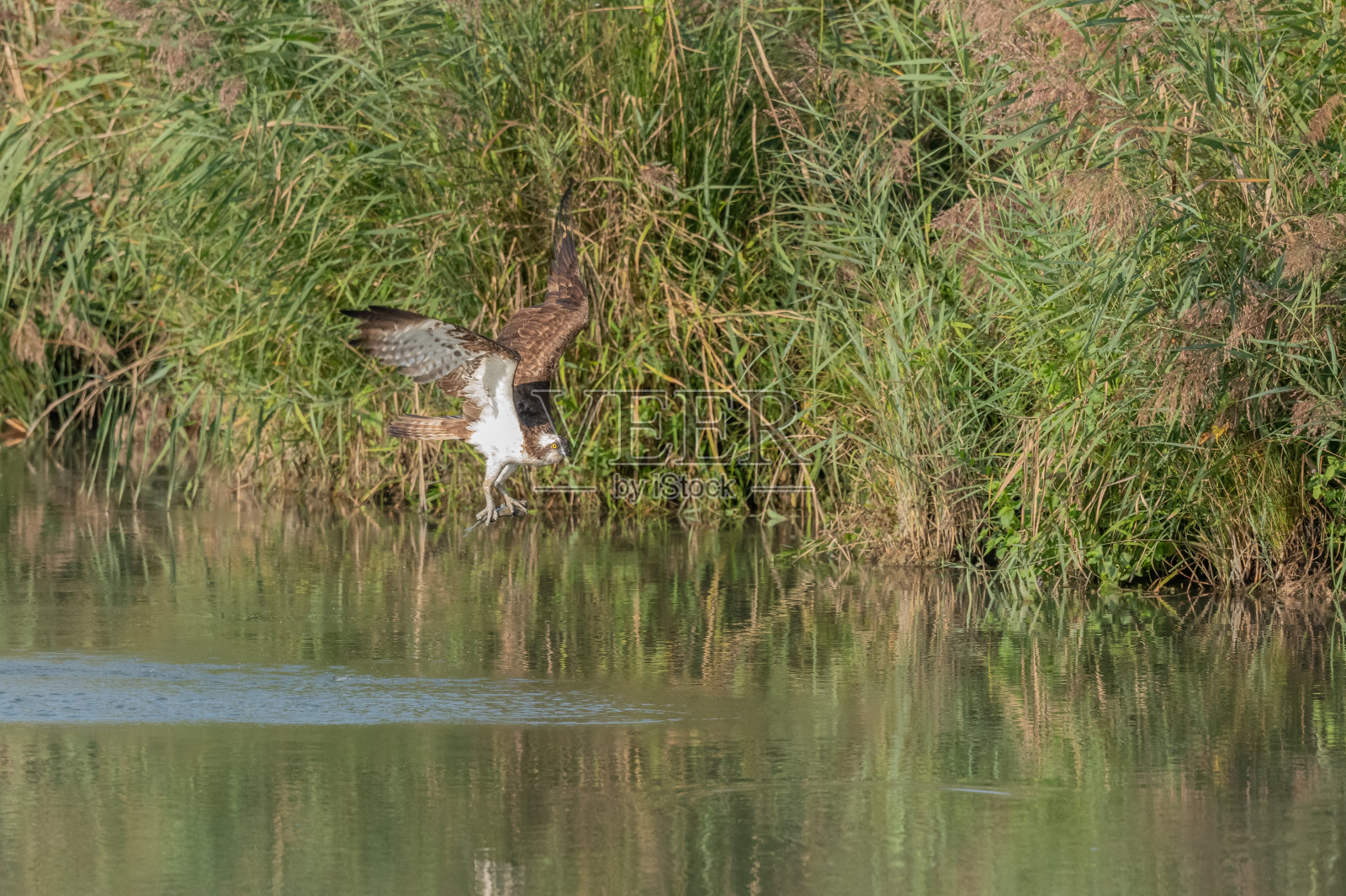 鱼鹰(Pandion haliaetus)在沼泽地里抓鱼。照片摄影图片
