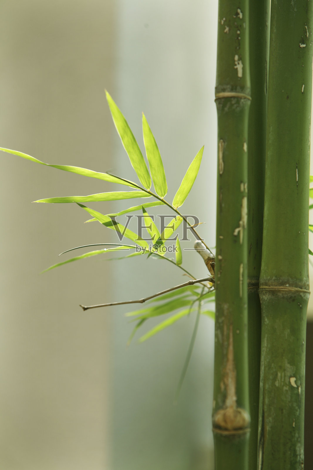 竹子照片摄影图片