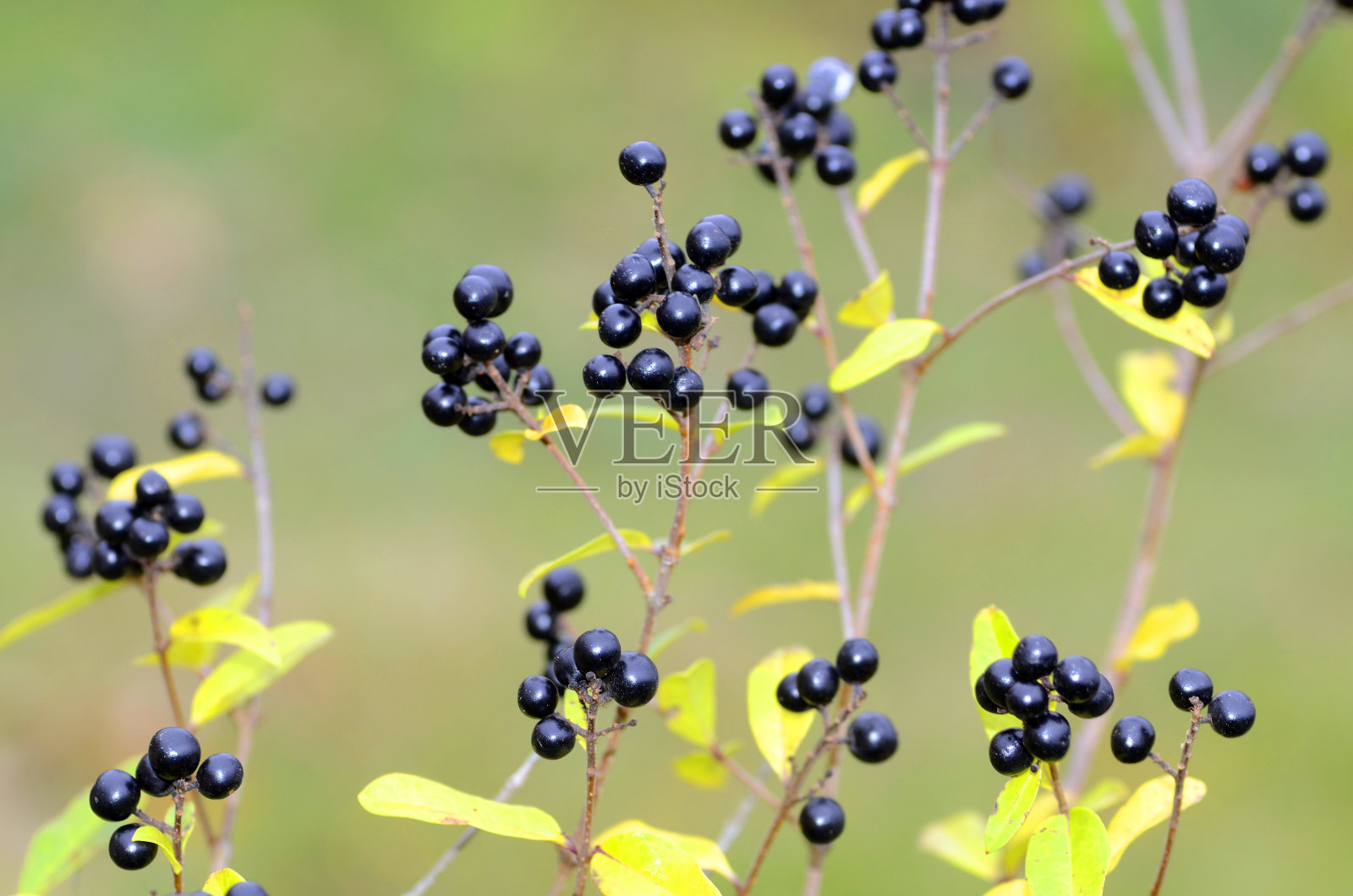 欧洲女贞的黑色果实(女贞)照片摄影图片