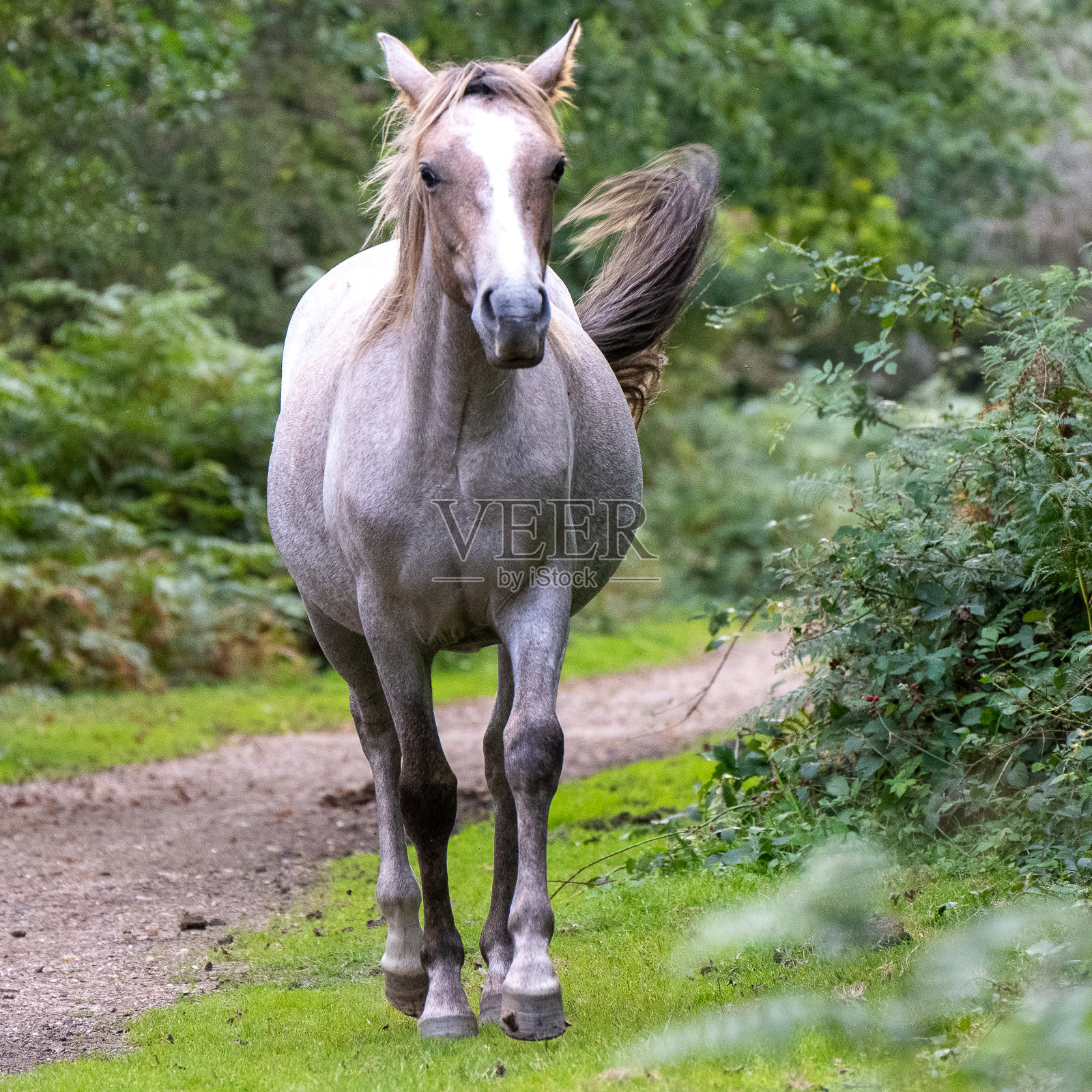 在新森林保护区的国民信托自然栖息地内,一群小马驹沿着公园小跑照片摄影图片