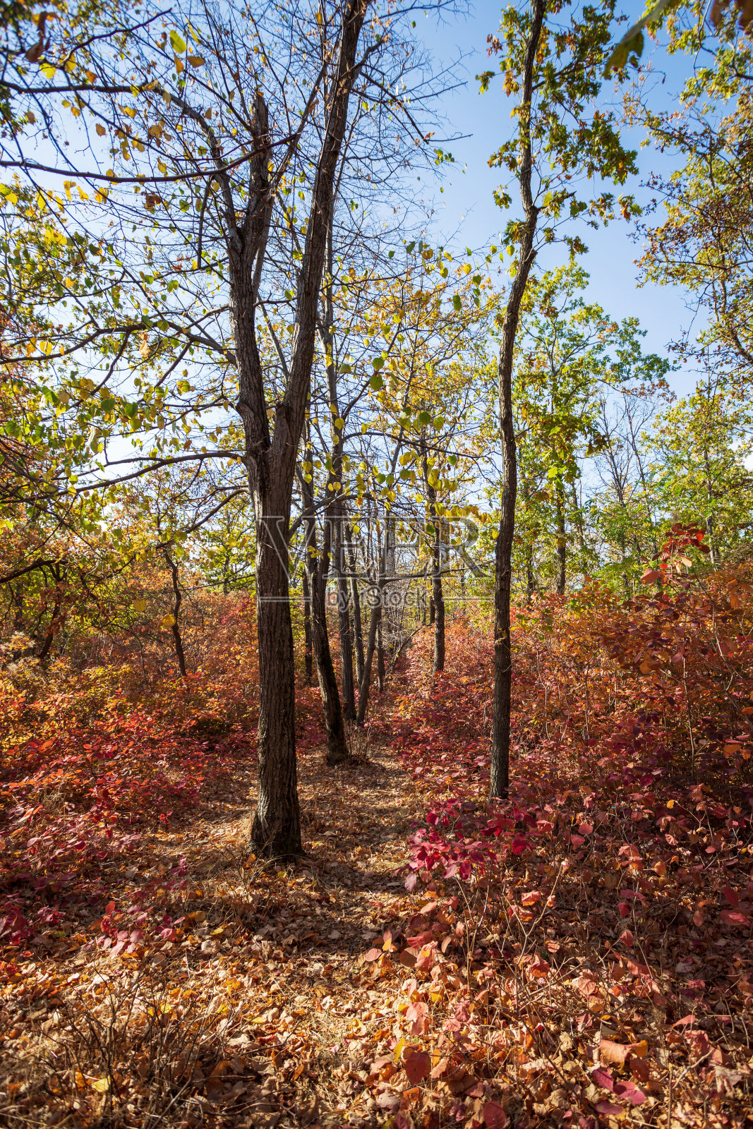 明亮的蓝天映衬着嫩黄的树叶。九月阳光明媚的日子里,嫩黄的枫叶。秋天美丽明亮的色彩。有选择性的重点照片摄影图片