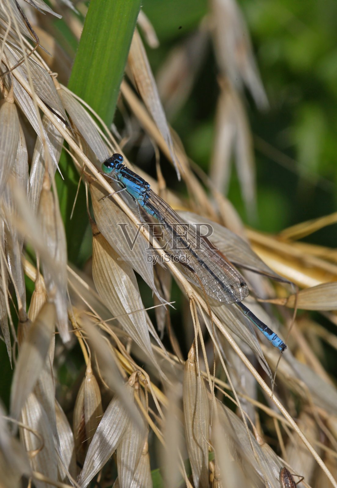 稀有的蓝尾豆娘照片摄影图片