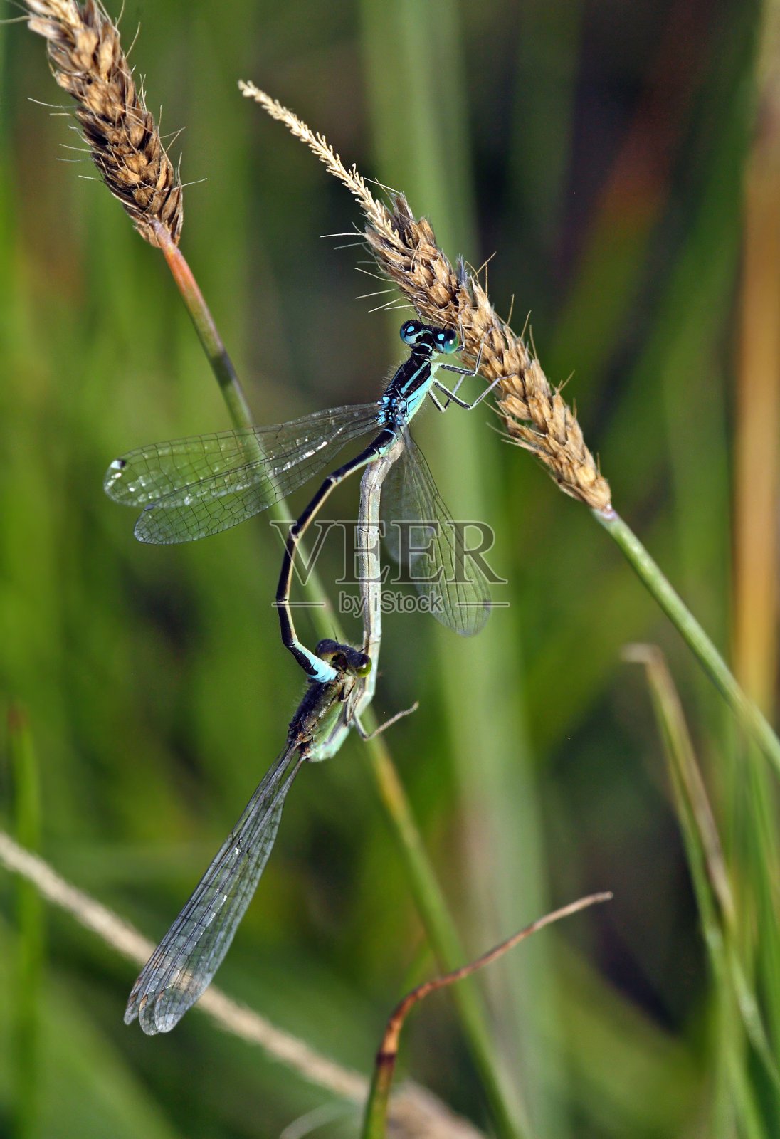 稀有的蓝尾豆娘照片摄影图片