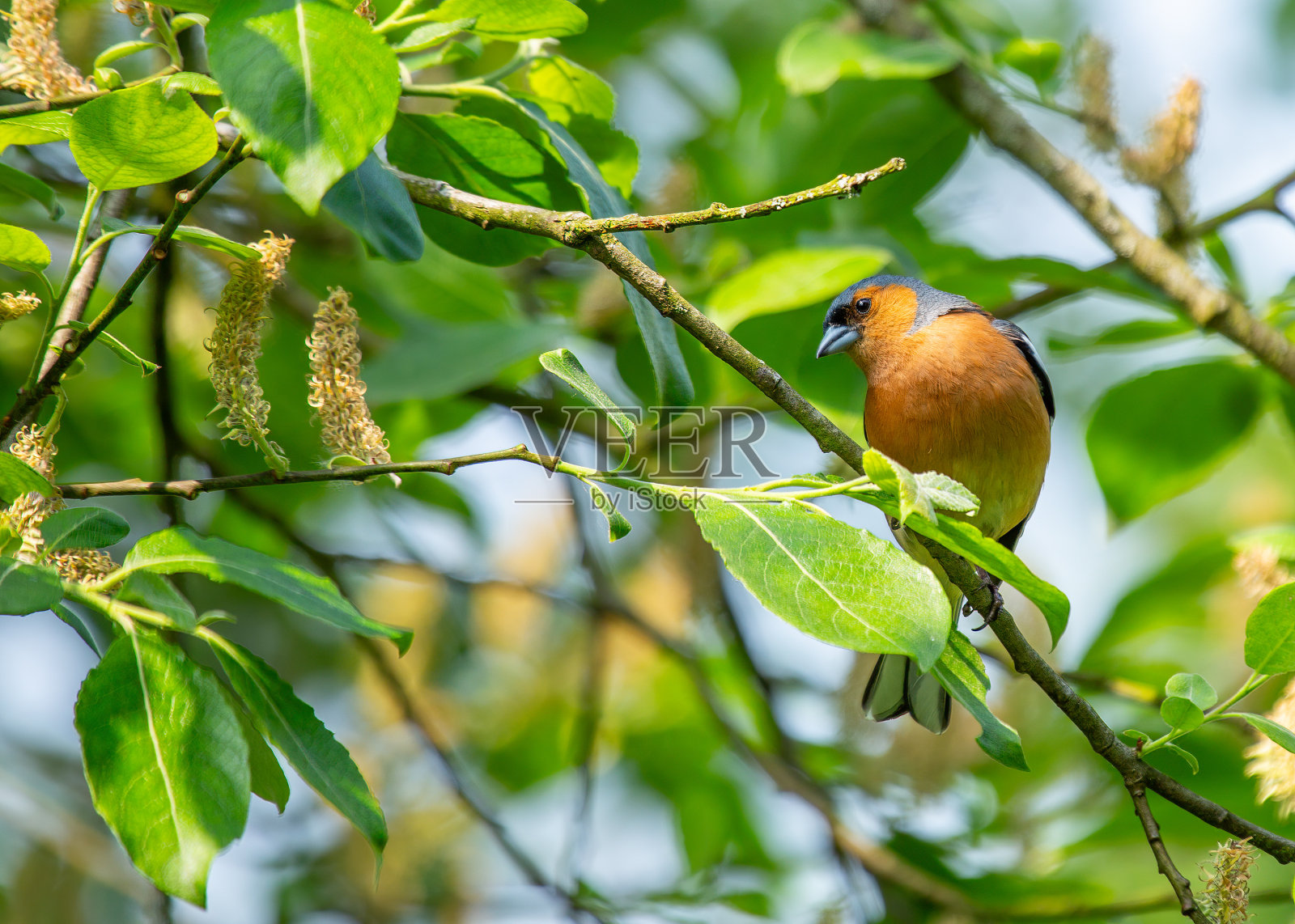 苍头燕雀(Fringilla coelebs)户外斑点照片摄影图片