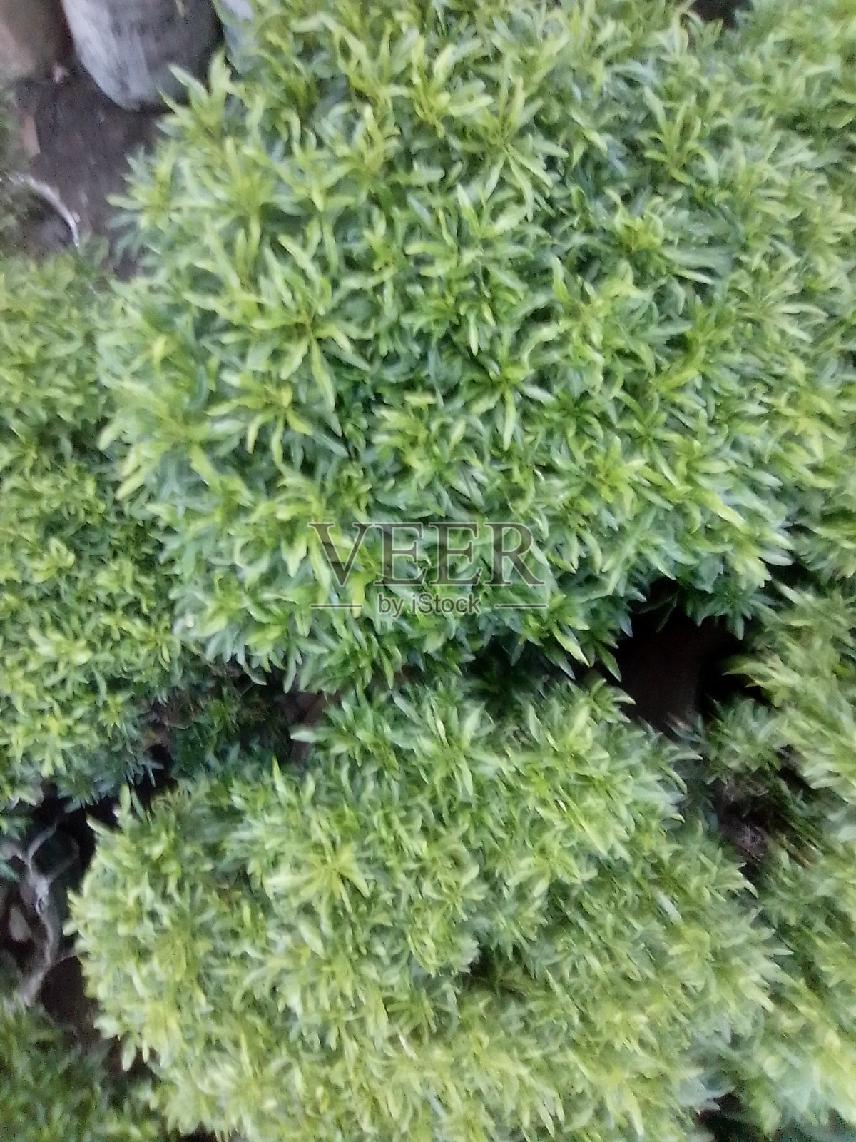 漂亮的小绿叶植物照片摄影图片