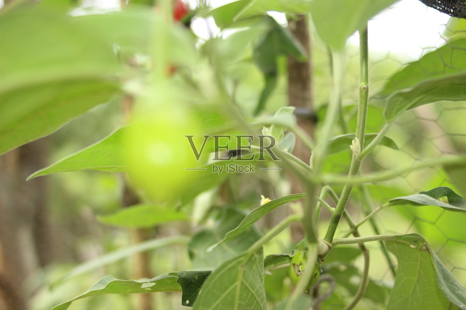 Jilo种植园。照片摄影图片