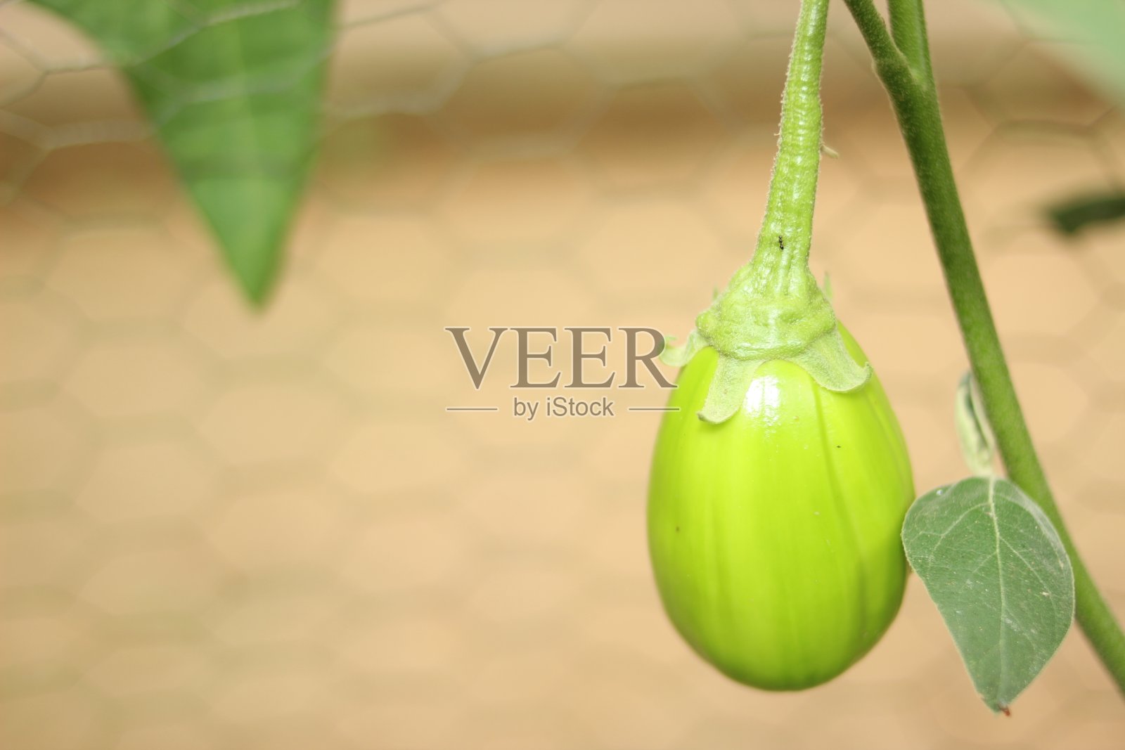 Jilo种植园。照片摄影图片