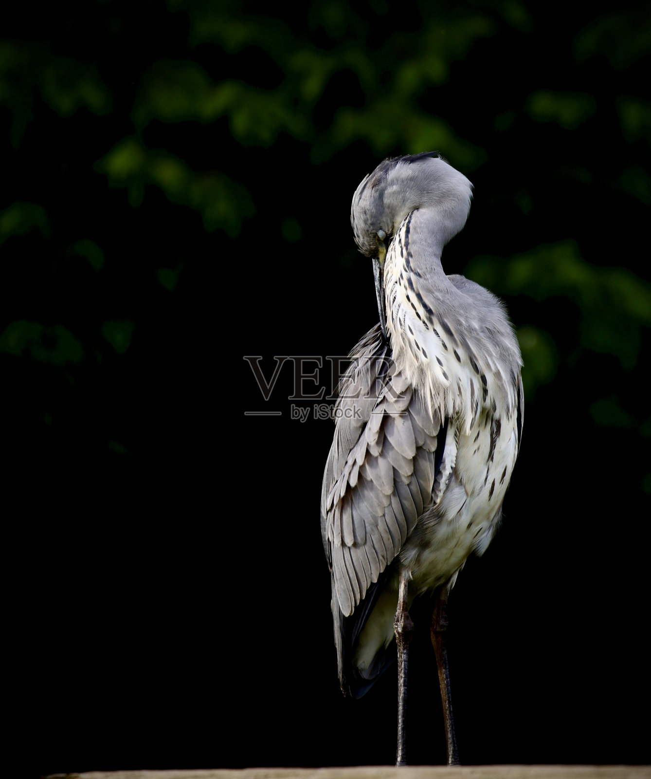 苍鹭照片摄影图片