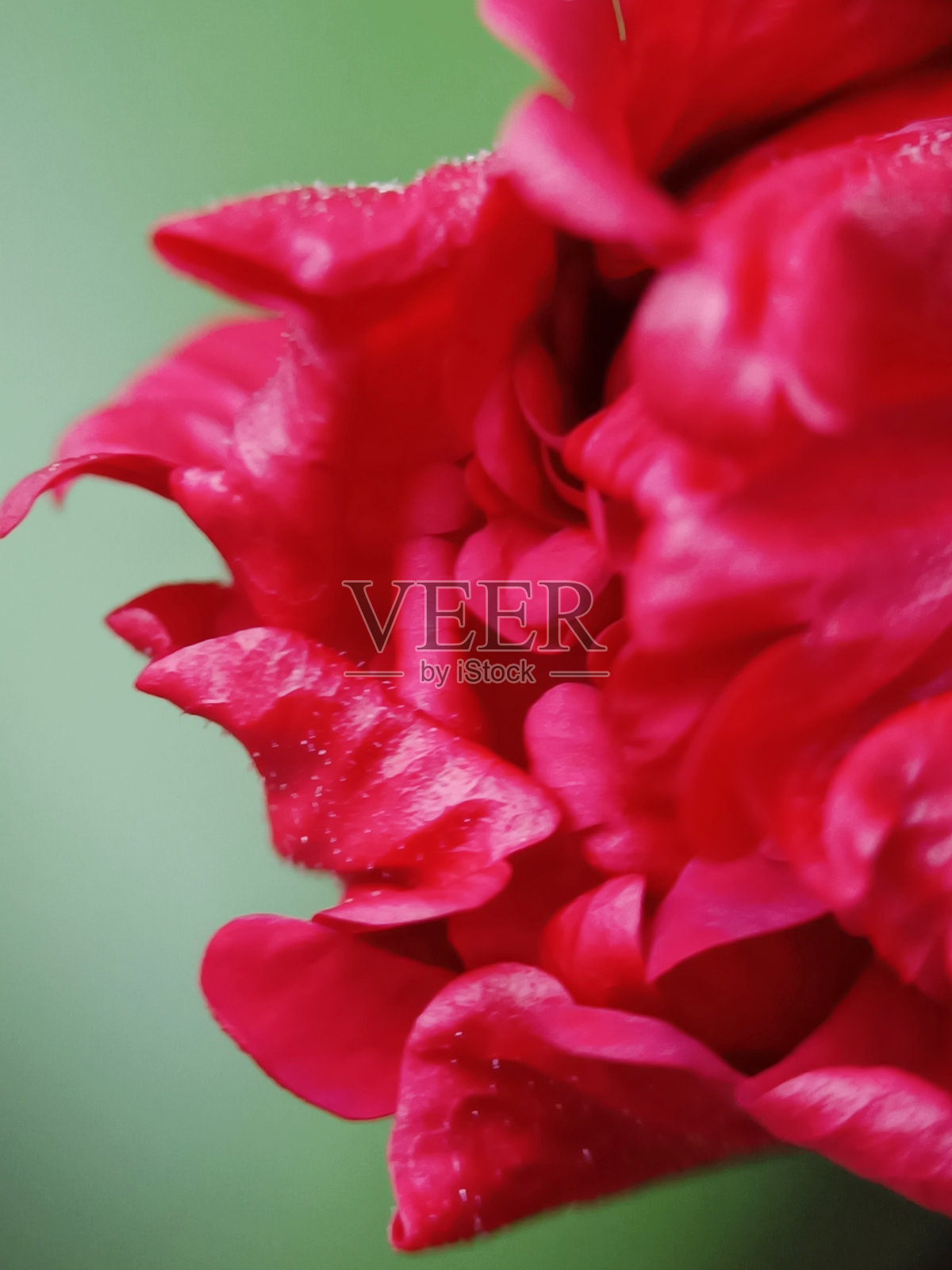 花园里一朵红色木槿花的特写照片照片摄影图片