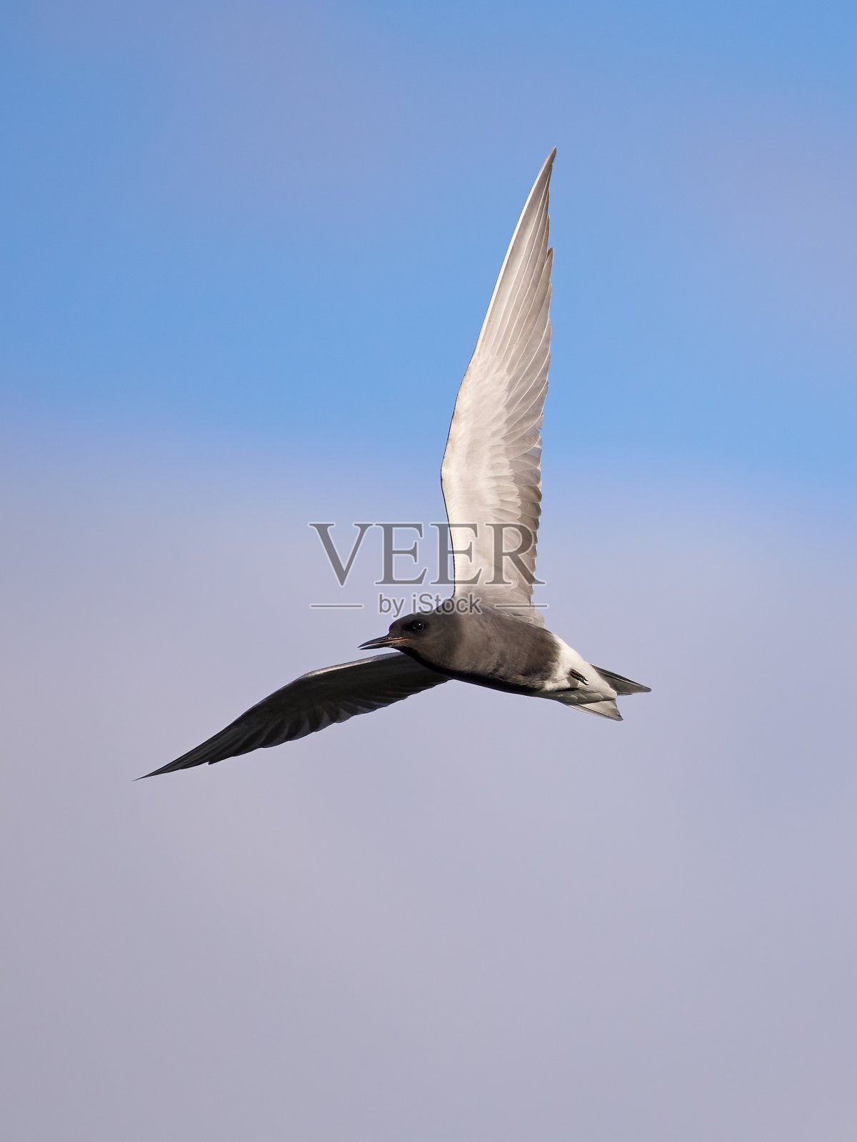 黑燕鸥(Chlidonias niger)照片摄影图片