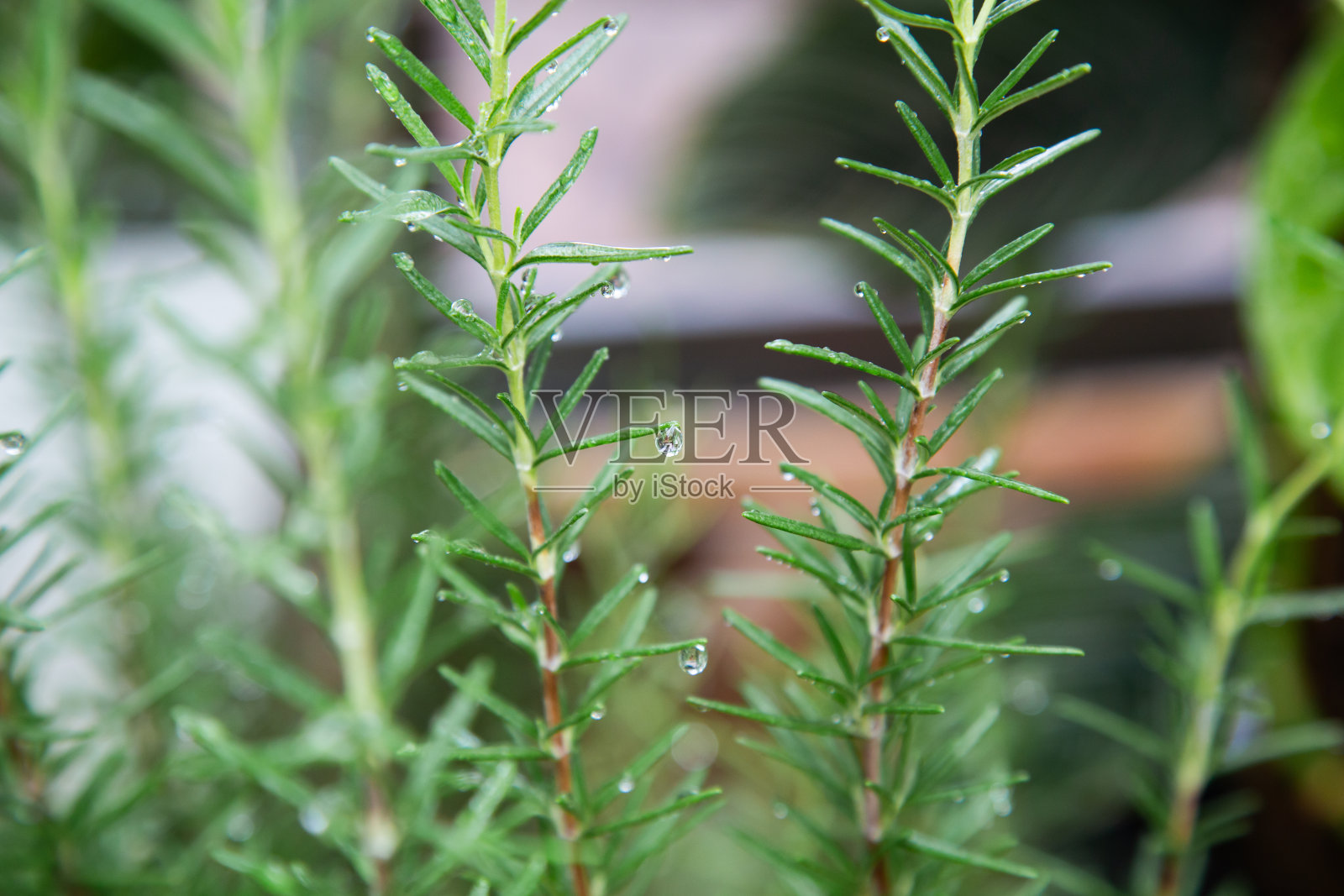 近景,在后院的一个小温室里,一盆新鲜的绿色迷迭香滴着水。照片摄影图片