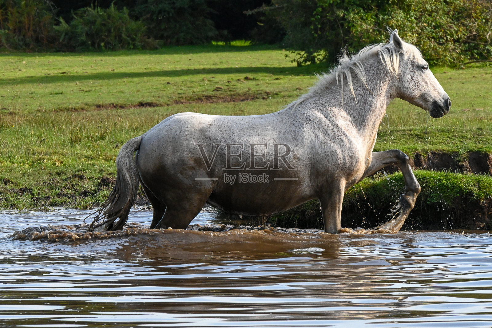 在新森林保护区的国民信托自然栖息地,一匹灰色的新森林小马,马,在一个自然水坑里泼泥降温,以抵御阳光照片摄影图片