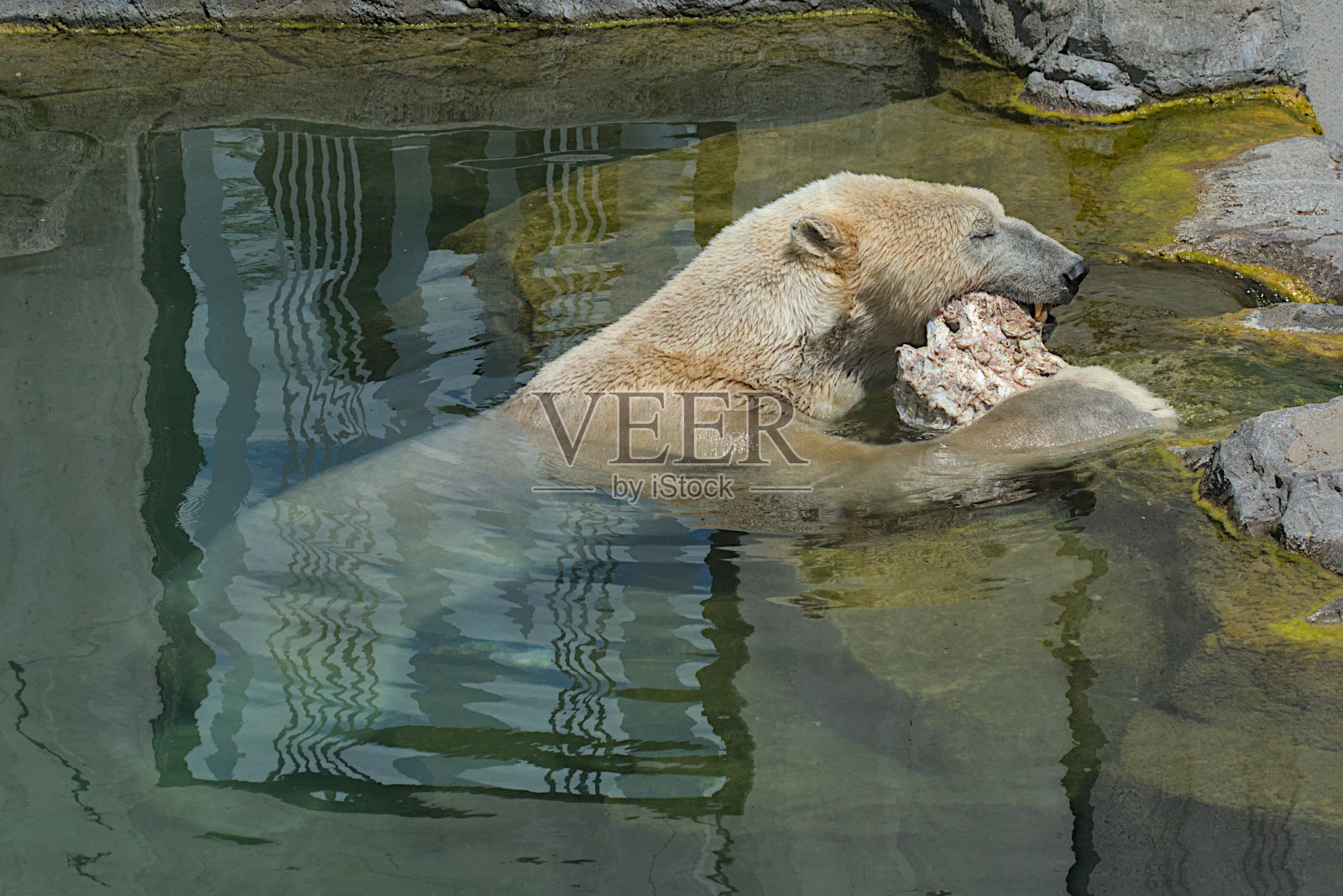 一只大北极熊在蓝色的水中游泳,啃着一块肉。照片摄影图片
