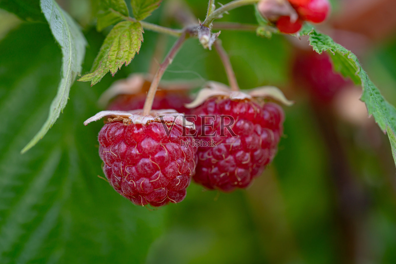 花园里成熟的树莓枝。照片摄影图片