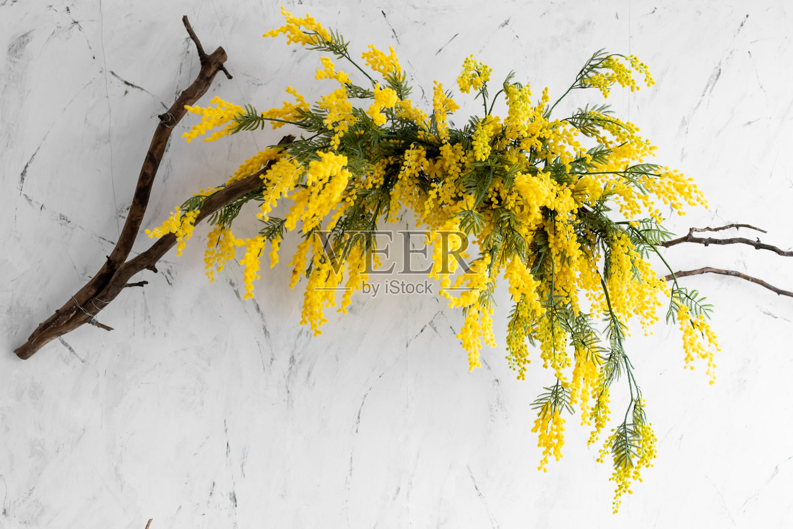 美丽明亮的黄色含羞草花纹理白色的背景照片摄影图片