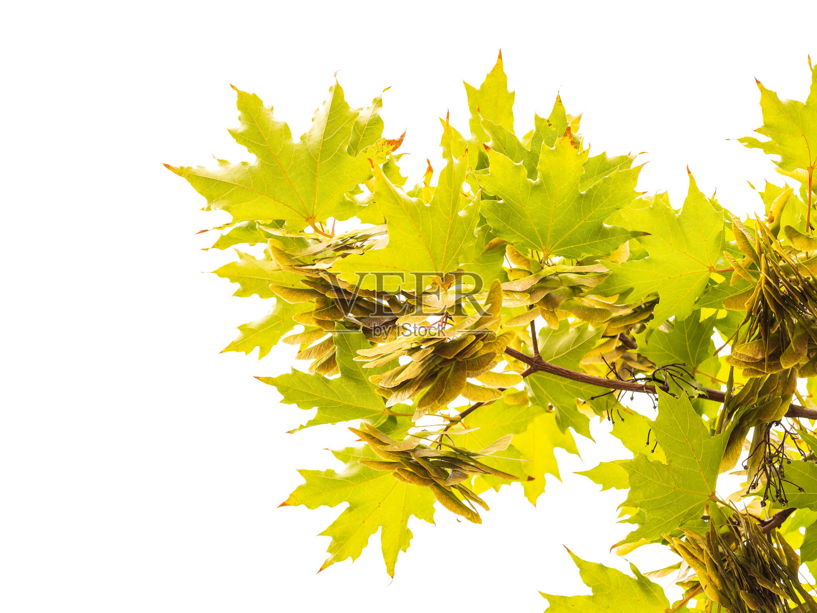 夏天枫叶的枝叶和种子都是绿色的照片摄影图片