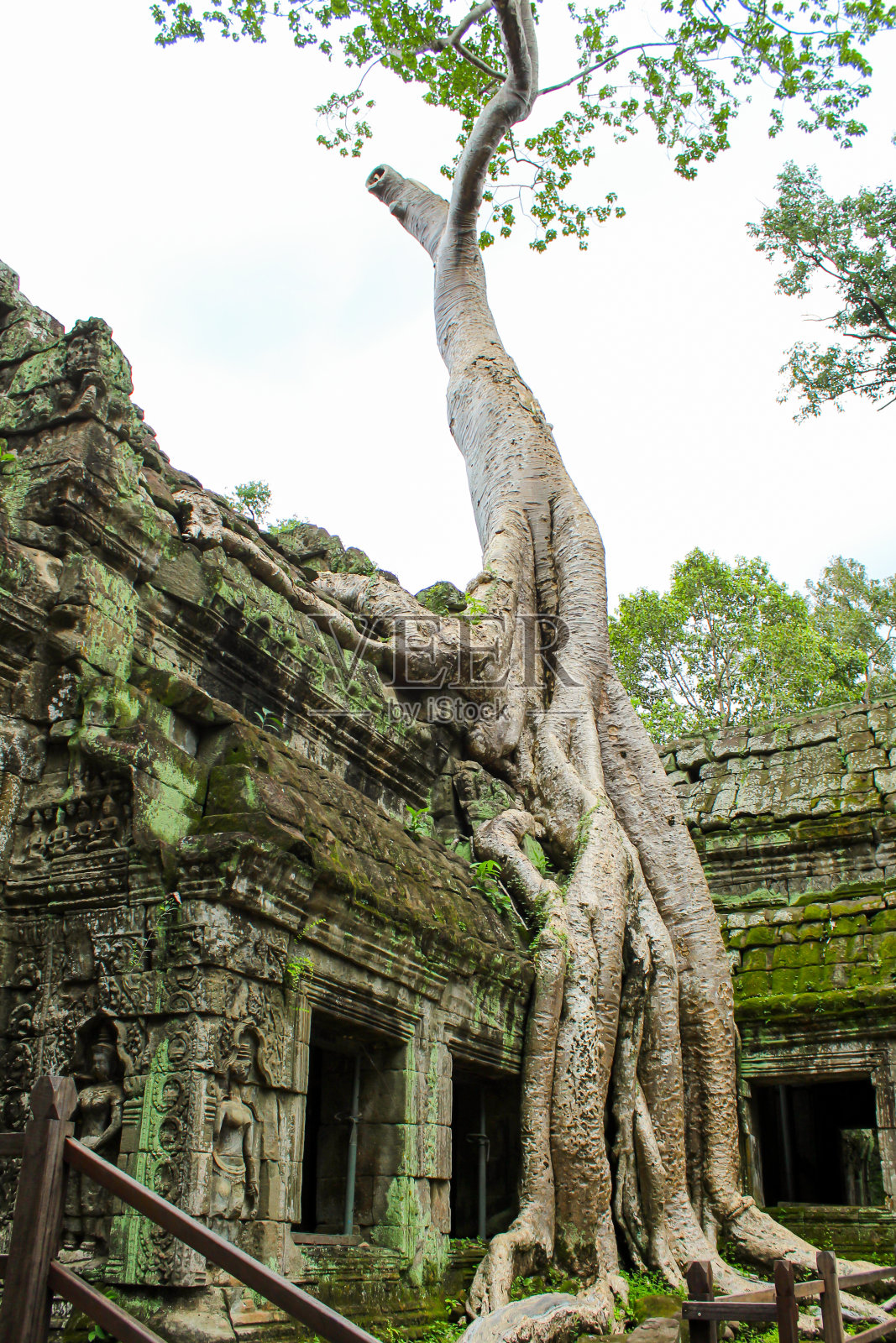 柬埔寨吴哥窟的塔普罗姆寺或汤姆骑士或绿摩和大树寺照片摄影图片