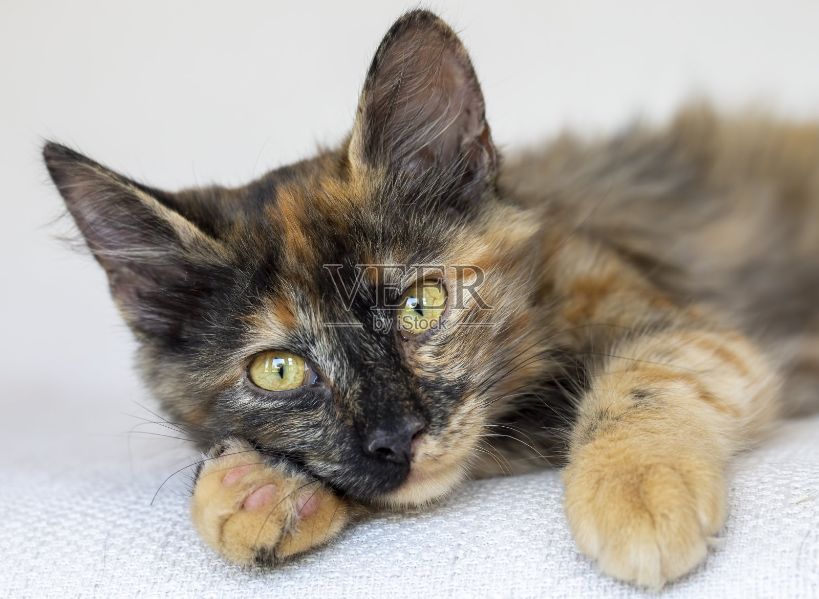 可爱的印花猫,宠物动物。照片摄影图片