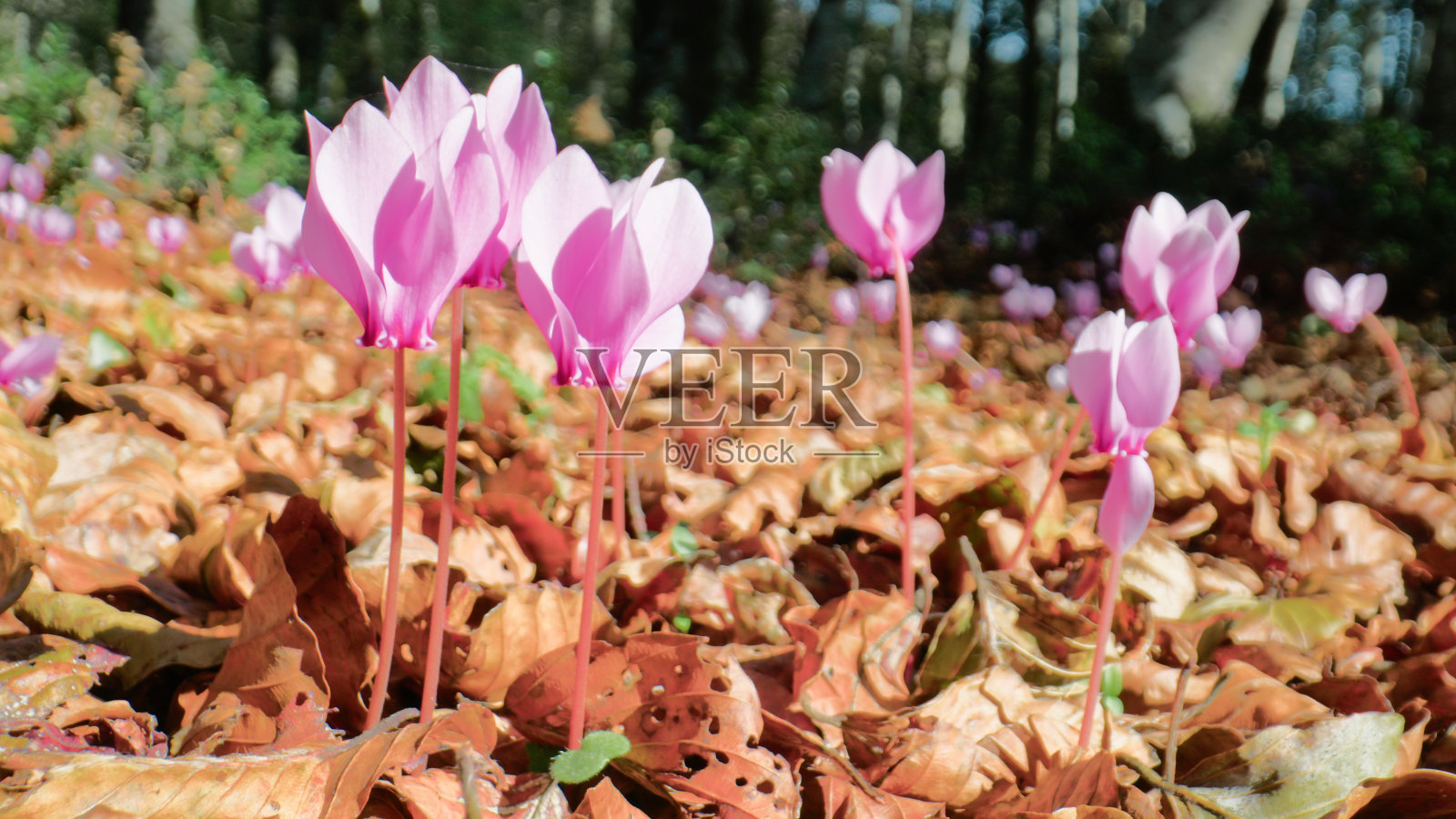 秋天的粉色小花。微距镜头照片摄影图片