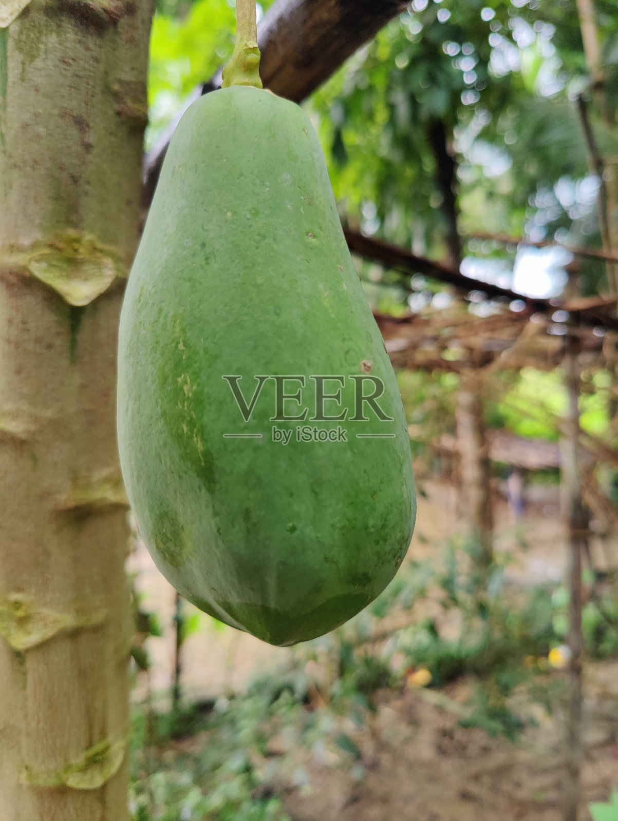 木瓜水果照片摄影图片