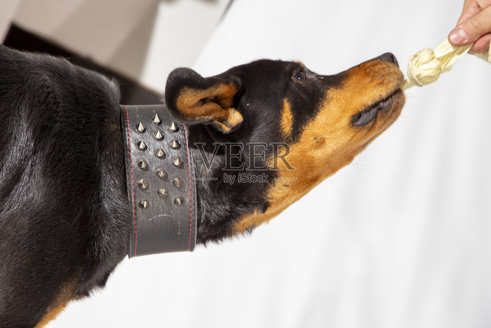 美国罗威纳犬,危险的宠物犬照片摄影图片