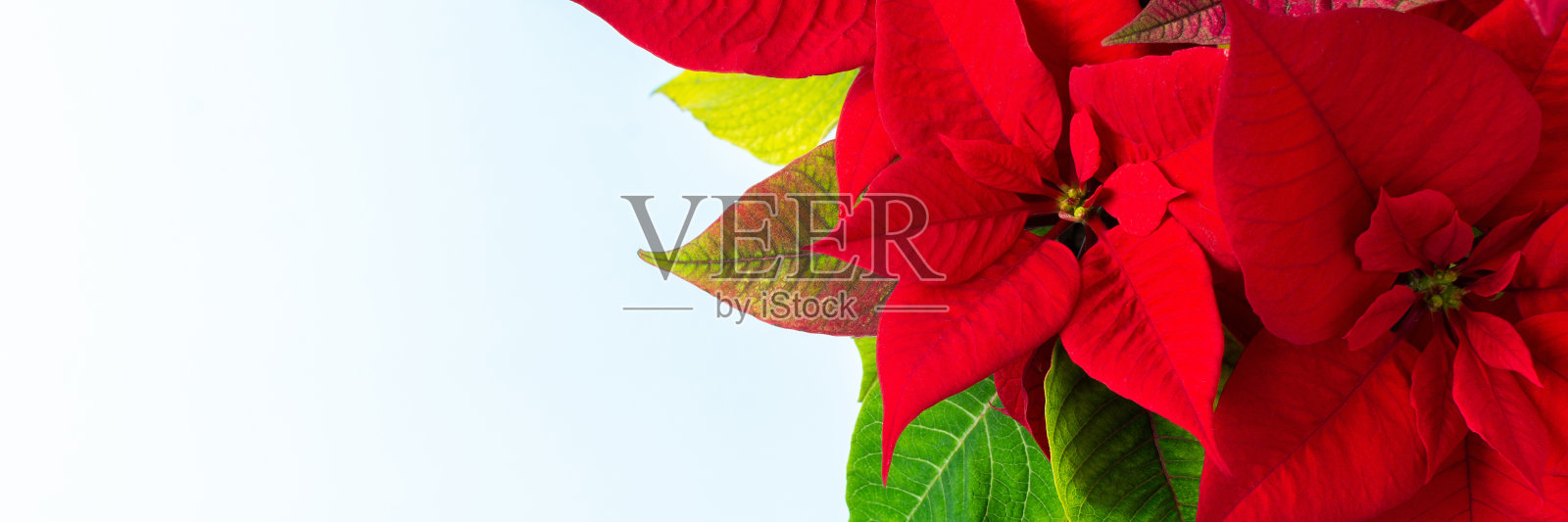 圣诞一品红花照片摄影图片