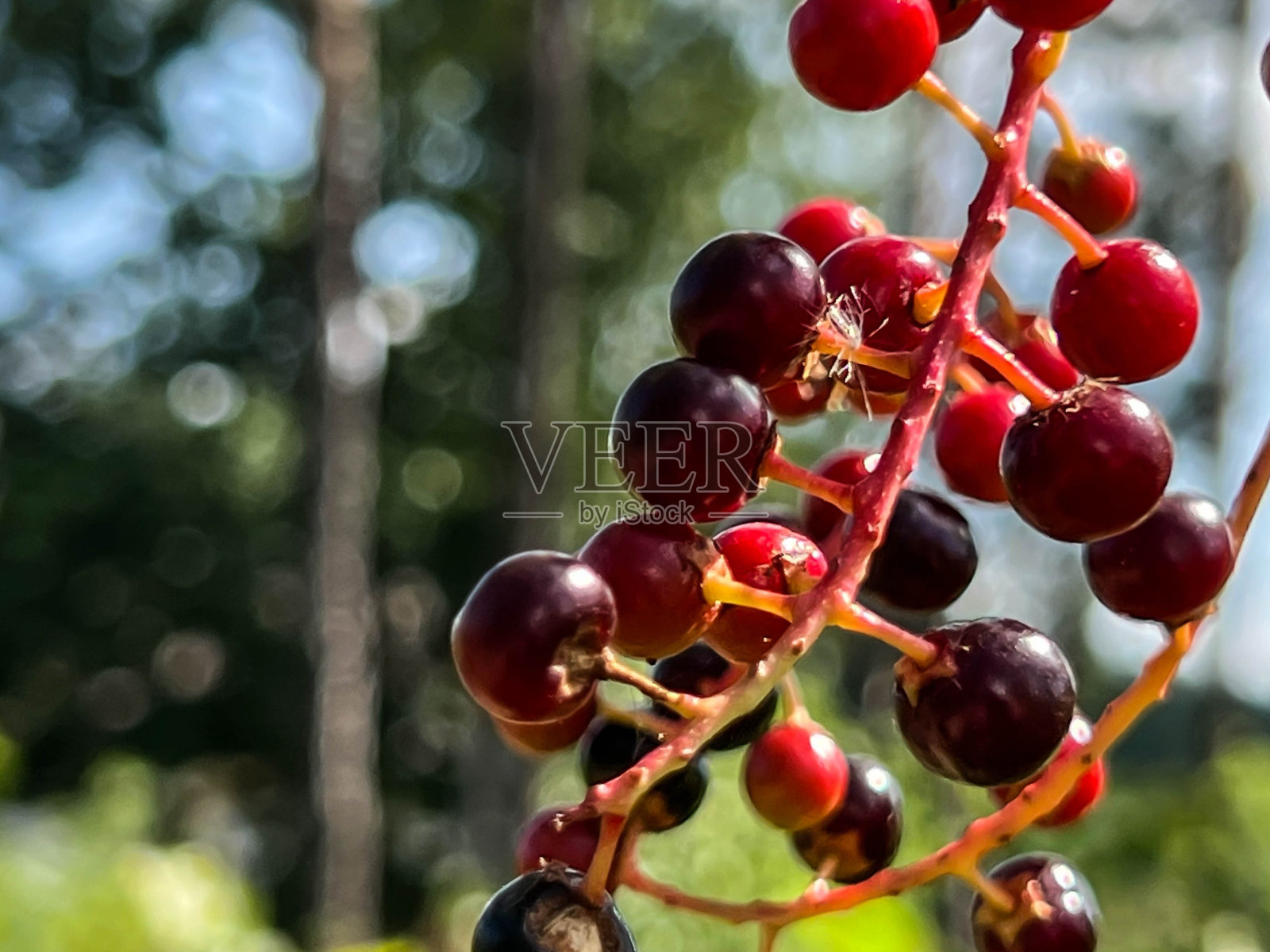鸟樱桃果,色泽红黑,未完全成熟照片摄影图片
